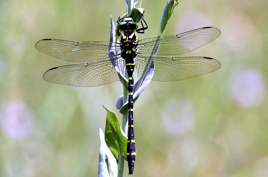 Cordulegaster bidentata?